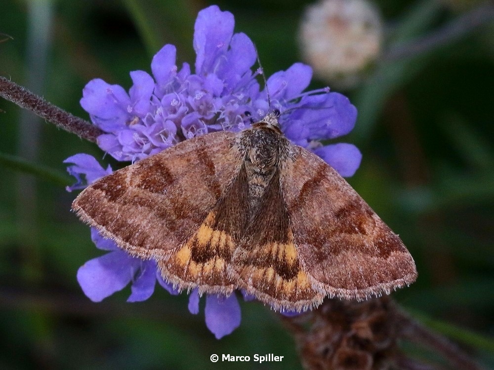 Pyrausta? No, Euclidia (Euclidia) glyphica, Erebidae